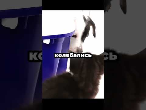 Котёнок делает первый шаг, а щенки теряют страх — кадр из видео