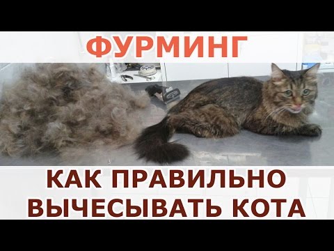 Как правильно вычесывать кота: советы ветеринаров из Уфы — кадр из видео