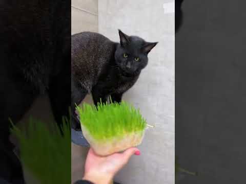 Камышовый кот Вульф: почему дикие кошки едят траву — кадр из видео