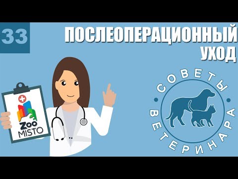 Послеоперационный уход за кошкой: рекомендации ветеринара — кадр из видео