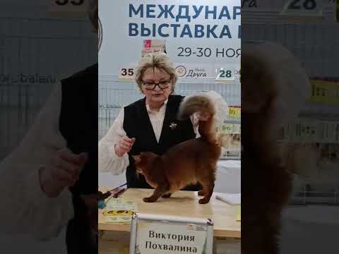 Сомалийская кошка: абиссинка, которой достался длинный ген — кадр из видео