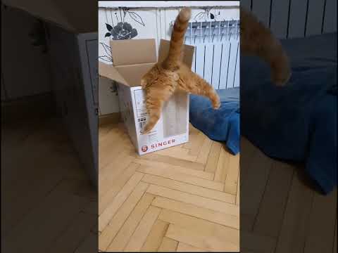 Кошки в коробках, пакетах и ведре: почему они так любят укрытия — кадр из видео