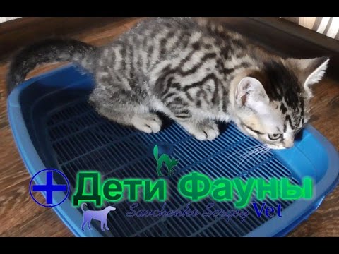 Как приучить котёнка к лотку без наполнителя: советы ветеринара — кадр из видео