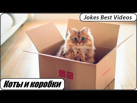 Котики в коробках: подборка самых смешных моментов — кадр из видео