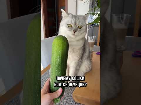 Почему коты пугаются огурцов: короткое и смешное объяснение — кадр из видео