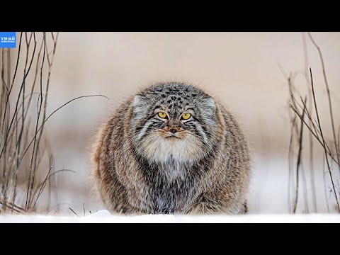 Манул: дикая кошка, пережившая саблезубого тигра — кадр из видео