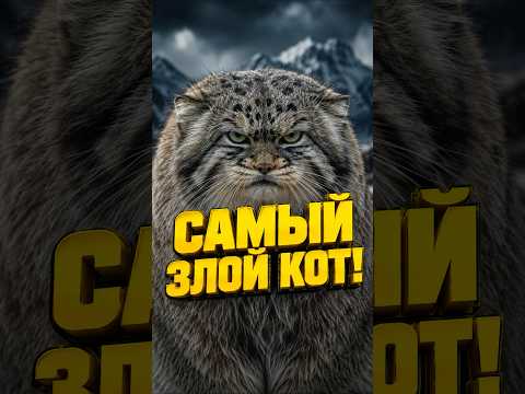 Манул в дикой природе: особенности поведения и адаптации — кадр из видео