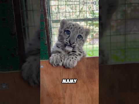Нежные мяуканья диких котят в коротком ролике — кадр из видео