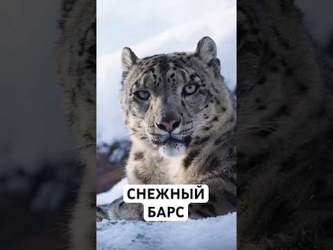 Ирбис: жизнь самого скрытного хищника планеты — кадр из видео