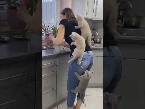 Смешные кошки и собаки, которые радуют каждый день — кадр из видео