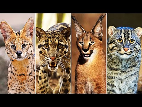 Редкие дикие кошки: от манула до снежного барса — кадр из видео
