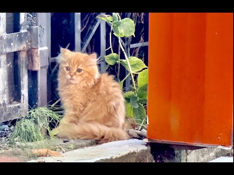 Первые шаги котёнка Максика: как маленький исследователь покоряет мир — кадр из видео
