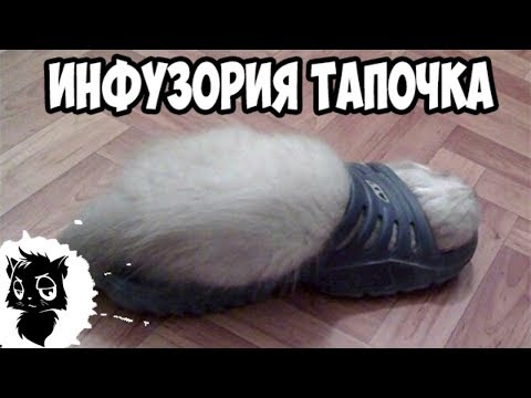 Смешные приколы с черным котом: подборка забавных моментов — кадр из видео