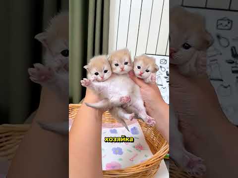 Как молодая мама‑кошка учит котят пить молоко — кадр из видео