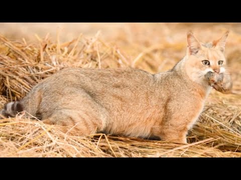 Камышовый кот: скрытный хищник болот и его охотничьи повадки — кадр из видео