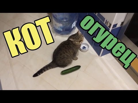 Коты пугаются огурцов: подборка самых смешных моментов — кадр из видео