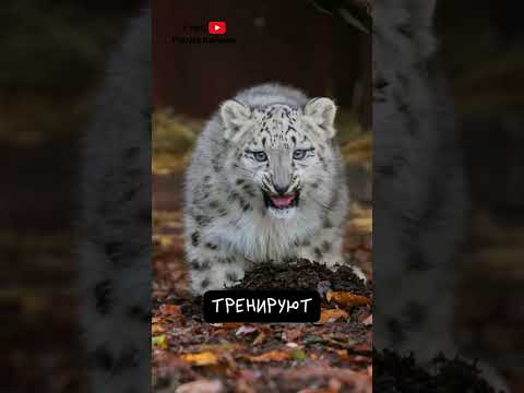 Ирбис: загадочный снежный барс — кадр из видео