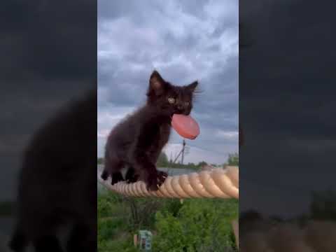 Как котята учатся охотиться: первые шаги Чипусика — кадр из видео