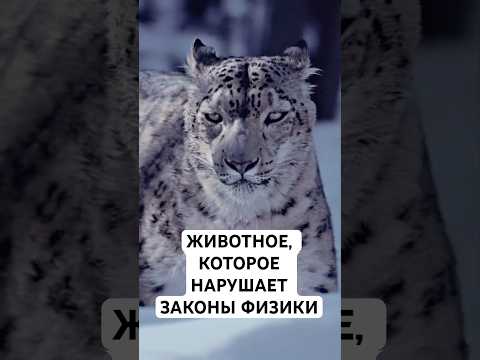 Снежный барс: удивительные факты о «призраке гор» — кадр из видео