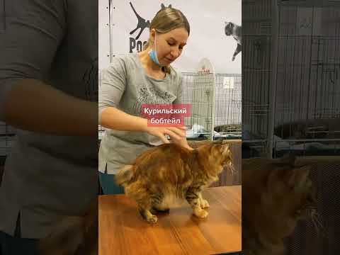 Курильский бобтейл: хвост-помпон и характер охотника — кадр из видео