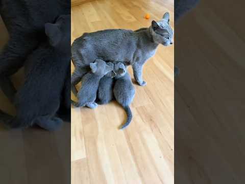 Русская голубая кошка: особенности характера и поведения — кадр из видео