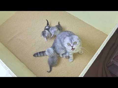 Шотландская вислоухая Хлоя защищает своих котят от папы — кадр из видео