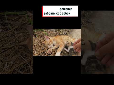 Спасённые котёнки на сельской дороге: история спасения и реабилитации — кадр из видео