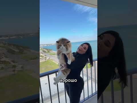 Норвежский лесной кот: шуба в два слоя и спуск головой вниз — кадр из видео