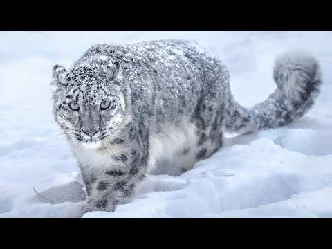 Снежный барс: как живёт и охотится царь горных высот — кадр из видео