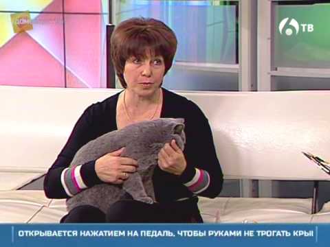Как приучить котёнка к лотку: простые приёмы и советы — кадр из видео