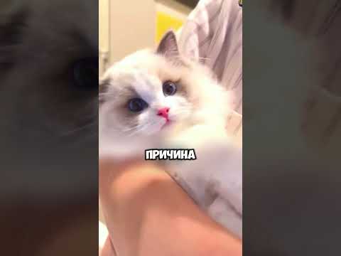 Рэгдолл: чего не ждут от «тряпичной куклы» — кадр из видео