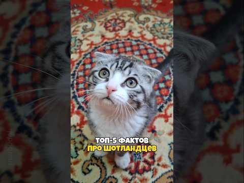 Шотландские кошки: почему фолда вяжут только со страйтом — кадр из видео