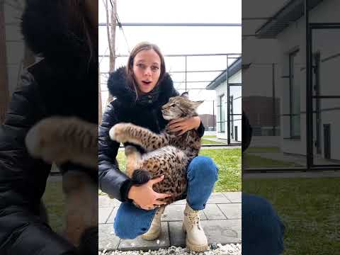 Как быстро растёт рысь‑котёнок Локи: наблюдения из «Territory Of Cats» — кадр из видео