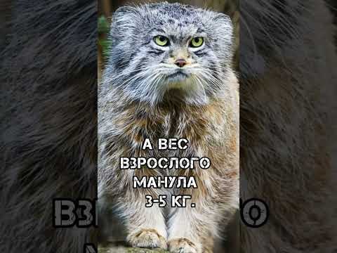 Манул — интровертный дикий кот в коротком ролике — кадр из видео