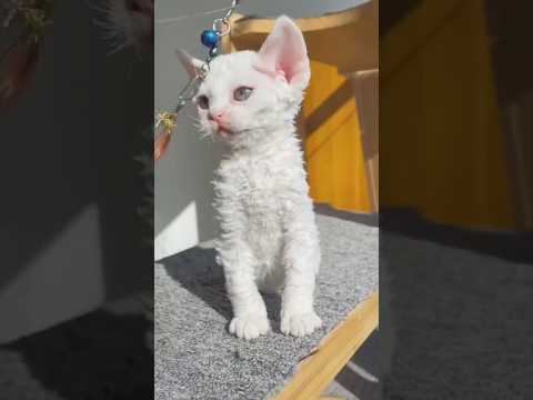 Корниш-рекс: борзая среди кошек — кадр из видео