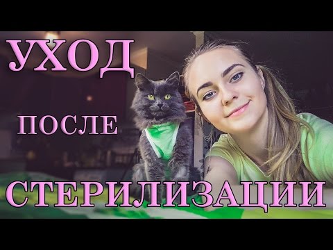 Как правильно ухаживать за кошкой после стерилизации — кадр из видео