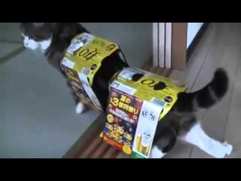 Необычные приключения кота Мару с коробками — кадр из видео