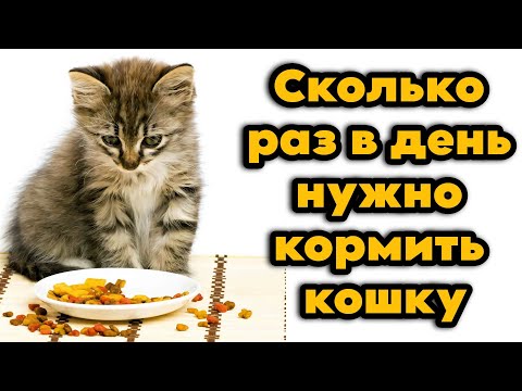Как часто кормить кошку: рекомендации по возрасту и рациону — кадр из видео