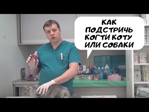 Как правильно подстричь когти кошке: рекомендации ветеринара — кадр из видео