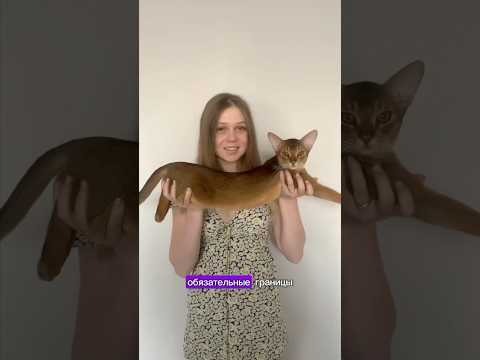 Первые шаги абиссинского котенка: установление границ — кадр из видео