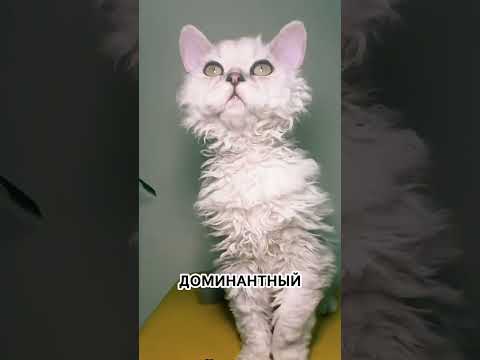 Селкирк-рекс: кудри, которые появляются дважды — кадр из видео
