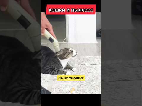 Кошки и пылесос: комичные столкновения в 33 секунды — кадр из видео