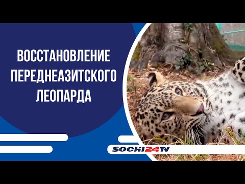 Как переднеазиатского леопарда возвращают на Кавказ — кадр из видео