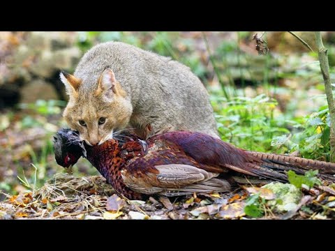 Камышовый кот: особенности жизни и охоты болотного хищника — кадр из видео