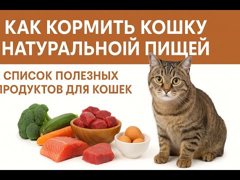 Как правильно кормить кошку натуральной пищей: рекомендации ветеринара — кадр из видео
