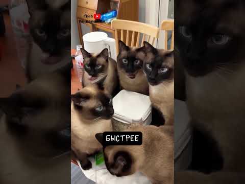 Сиамские кошки: разгадка уникального окраса и его природа — кадр из видео