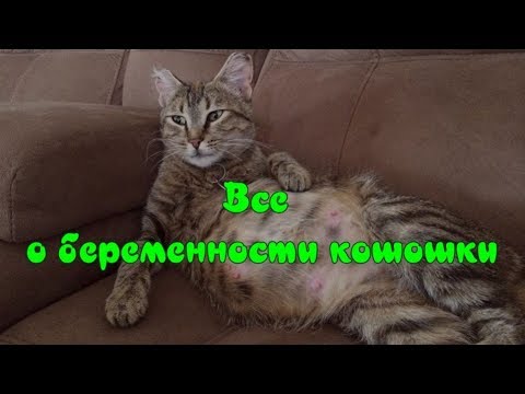 Как правильно ухаживать за беременной кошкой: советы владельцев — кадр из видео