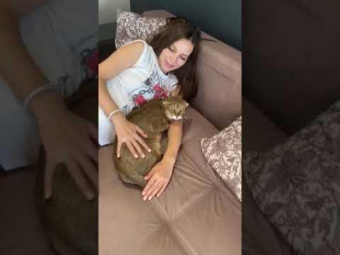 Кошка‑охранник: как питомец следит за малышом — кадр из видео