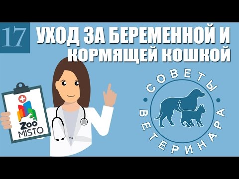 Как ухаживать за беременной и кормящей кошкой: советы ветеринара — кадр из видео