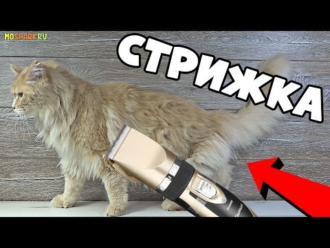 Стрижка кота дома: обзор машинки и советы по уходу — кадр из видео
